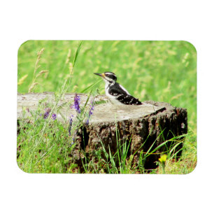 Downy Woodpecker op boomstronk magneet