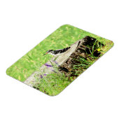 Downy Woodpecker op boomstronk magneet (Linkerzijde)