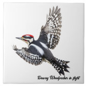 Downy Woodpecker op de vlucht Tegeltje (Voorkant)