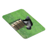 Downy Woodpecker op Feeder Magnet Magneet (Rechterzijde)