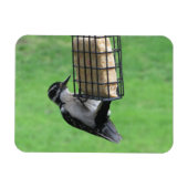 Downy Woodpecker op Feeder Magnet Magneet (Horizontaal)