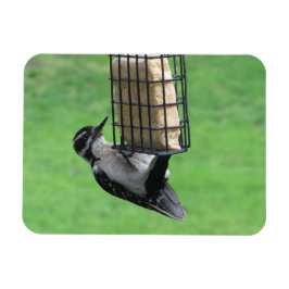 Downy Woodpecker op Feeder Magnet Magneet