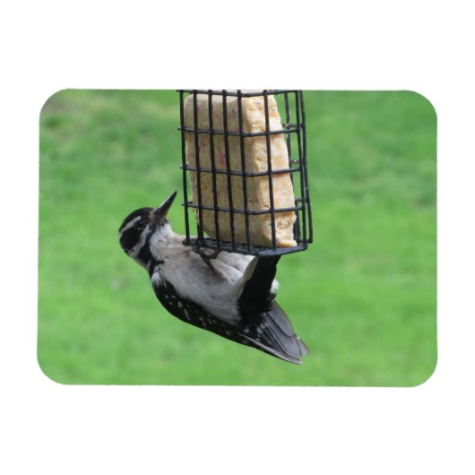 Downy Woodpecker op Feeder Magnet Magneet (Horizontaal)
