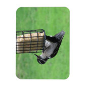 Downy Woodpecker op Feeder Magnet Magneet (Verticaal)