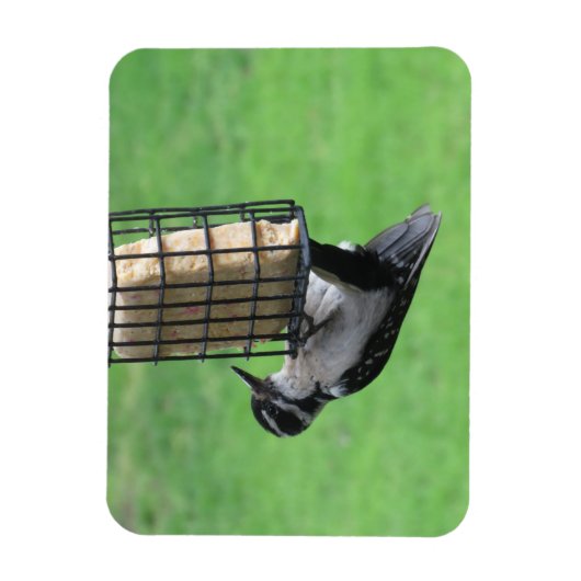 Downy Woodpecker op Feeder Magnet Magneet (Verticaal)