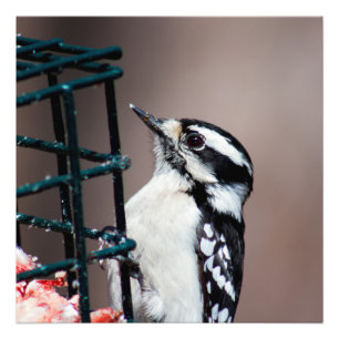 Downy Woodpecker op Feeder Square Foto Afdruk