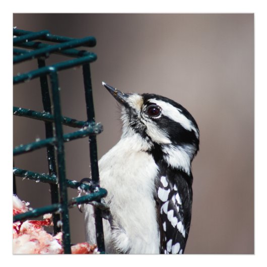 Downy Woodpecker op Feeder Square Foto Foto Afdruk (Voorkant)