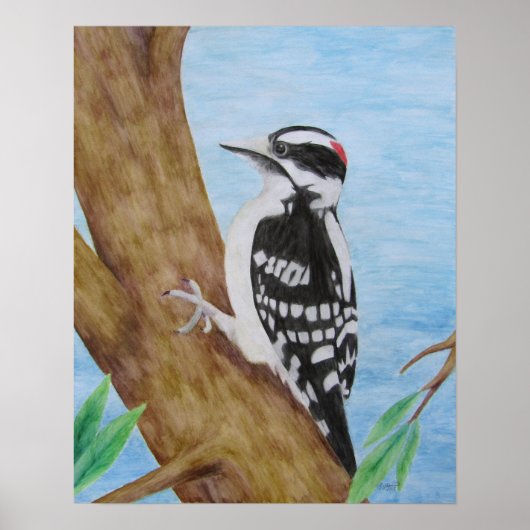 Downy Woodpecker Poster (Voorkant)