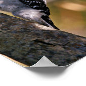 Downy Woodpecker Poster (Hoek)