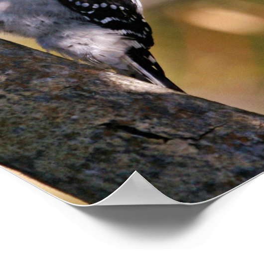 Downy Woodpecker Poster (Hoek)