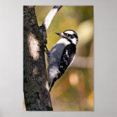 Downy Woodpecker Poster (Voorkant)