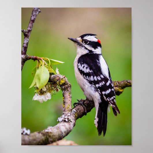 Downy Woodpecker Print (Voorkant)
