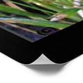 Downy Woodpecker Print (Hoek)