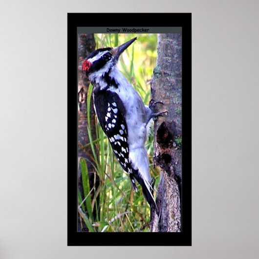 Downy Woodpecker Print (Voorkant)