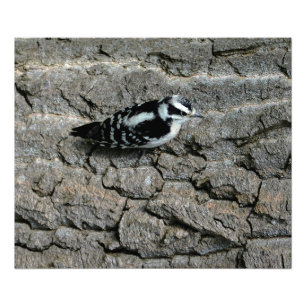 Downy Woodpecker Print Foto Afdruk