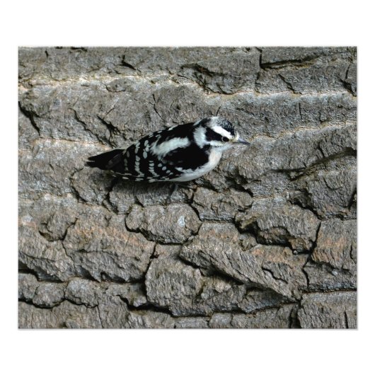 Downy Woodpecker Print Foto Afdruk (Voorkant)