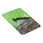 Downy Woodpecker Profile Magnet Magneet (Rechterzijde)