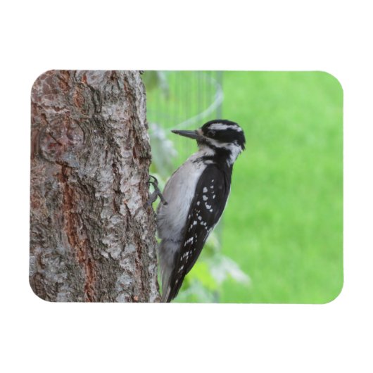Downy Woodpecker Profile Magnet Magneet (Horizontaal)