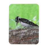 Downy Woodpecker Profile Magnet Magneet (Verticaal)