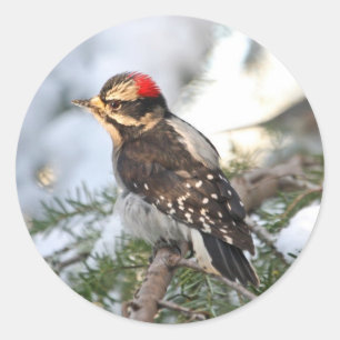 Downy Woodpecker Ronde Sticker