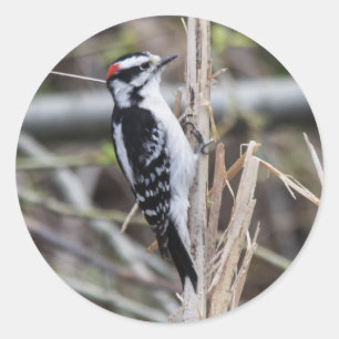 Downy Woodpecker Ronde Sticker