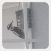 Downy Woodpecker Stickers (Voorkant)