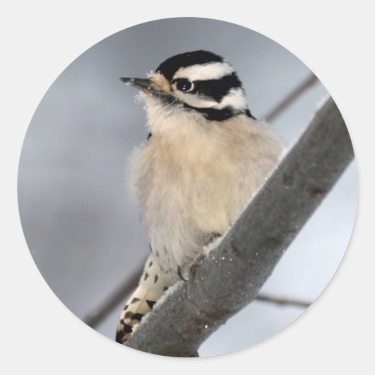 Downy Woodpecker Stickers (Voorkant)
