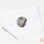 Downy Woodpecker Stickers (Envelop)