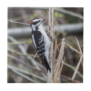 Downy Woodpecker Tegeltje