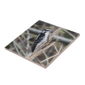 Downy Woodpecker Tegeltje (Zijkant)