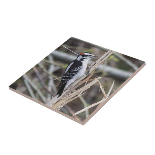 Downy Woodpecker Tegeltje (Zijkant)