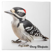 Downy Woodpecker Tegeltje (Voorkant)