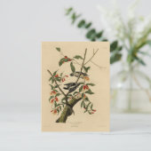 Downy Woodpecker - van de Amerikaanse vogels van A Briefkaart (Staand voorkant)
