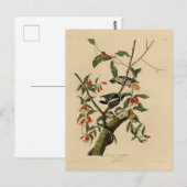 Downy Woodpecker - van de Amerikaanse vogels van A Briefkaart (Voorkant / Achterkant)
