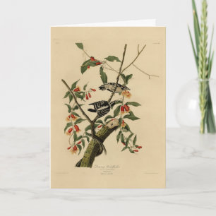 Downy Woodpecker - van de Amerikaanse vogels van A Kaart