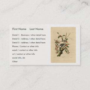 Downy Woodpecker - van de Amerikaanse vogels van A Visitekaartje