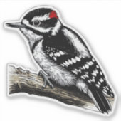 Downy Woodpecker vogel Custom-Cut Vinyl Sticker (Voorkant)