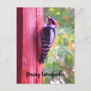 Downy Woodpecker Young Male Bird Canada Briefkaart