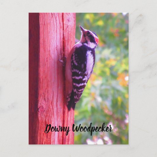 Downy Woodpecker Young Male Bird Canada Briefkaart (Voorkant)
