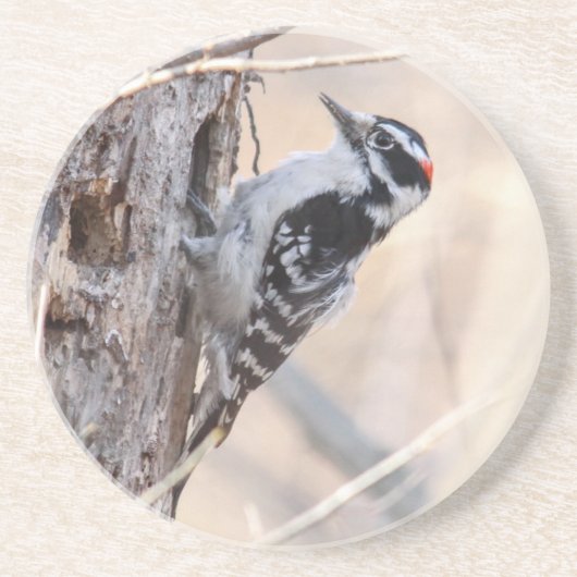Downy Woodpecker Zandsteen Onderzetter (Voorkant)