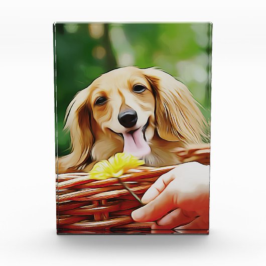 Doxie-persoon die een ventilator naar een dachshun fotoblokken (Voorkant)