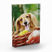 Doxie-persoon die een ventilator naar een dachshun fotoblokken (Links)