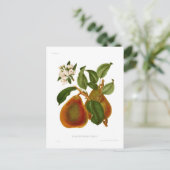 Doyenne du Comice Pear Briefkaart (Staand voorkant)