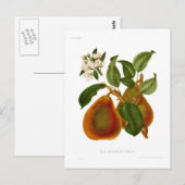 Doyenne du Comice Pear Briefkaart (Voorkant / Achterkant)