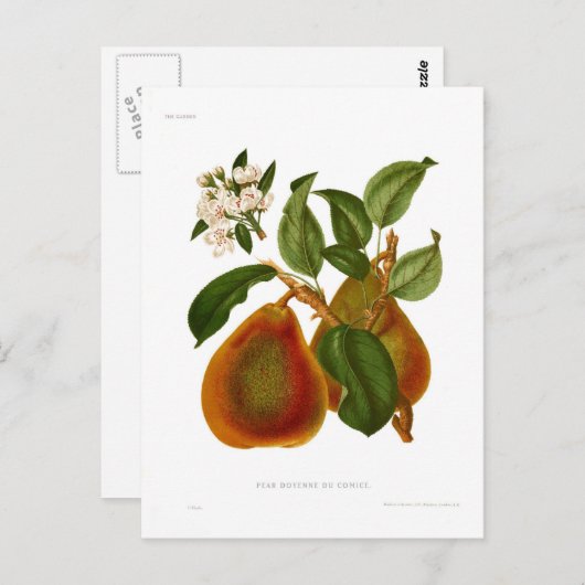 Doyenne du Comice Pear Briefkaart (Voorkant / Achterkant)