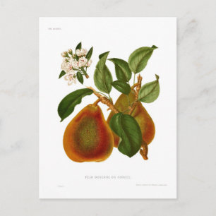 Doyenne du Comice Pear Briefkaart