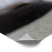 Dozing Calico Kitten Poster (Hoek)