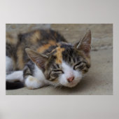 Dozing Calico Kitten Poster (Voorkant)