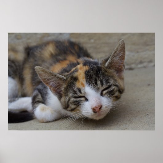 Dozing Calico Kitten Poster (Voorkant)