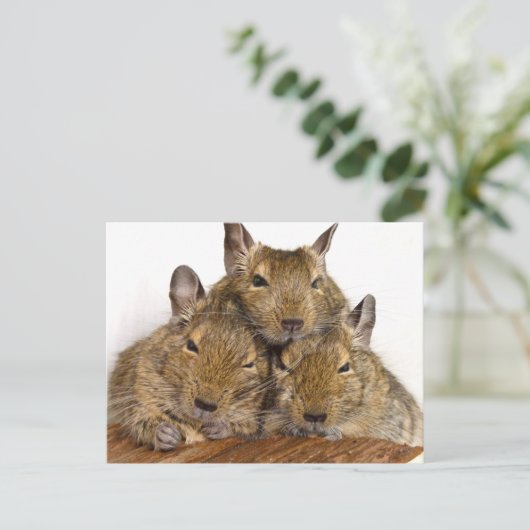 Dozing Degu Trio Briefkaarten (Staand voorkant)